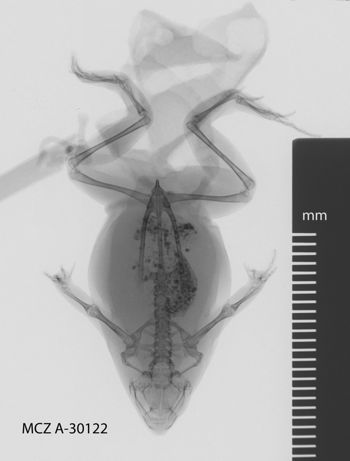 Media type: image;   Herpetology A-30122